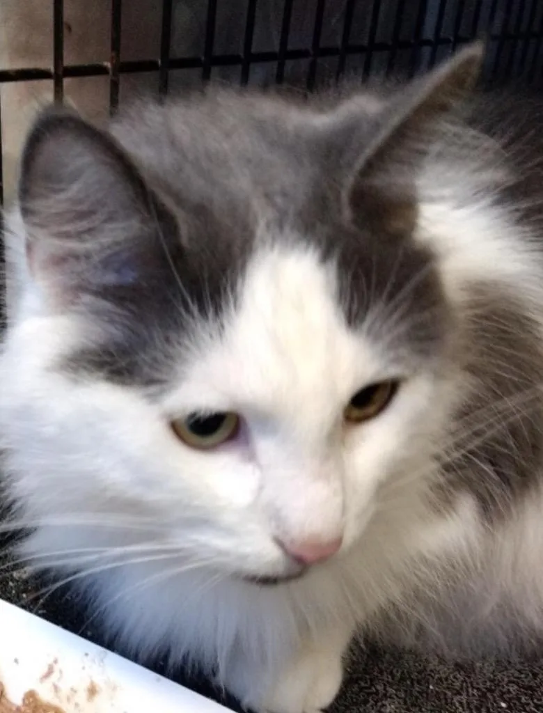 Sidney thumbnail 3
