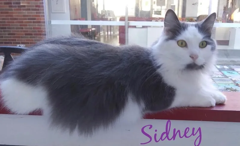 Sidney thumbnail 4