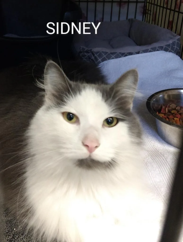 Sidney thumbnail 5