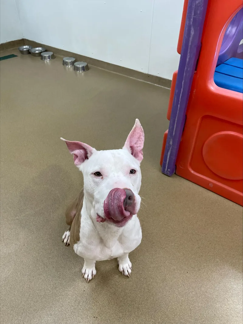 An adult large-sized male White / Cream Pit Bull Terrier dog named Don Cheeto for adoption in Silver Spring, MD
