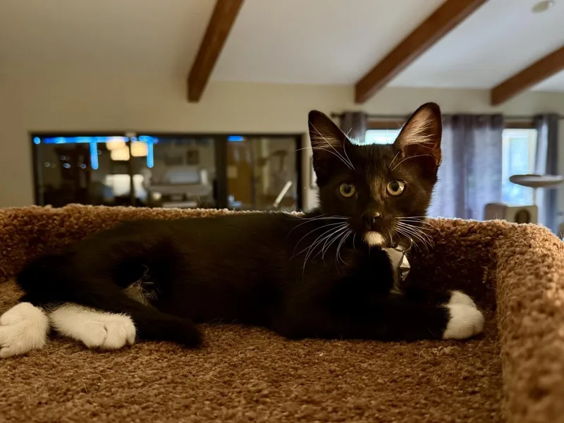 A baby medium-sized male Black Domestic Short Hair cat named Zuko Avatar for adoption in Chandler, AZ
