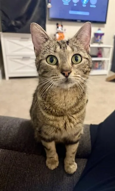 An adult medium-sized female Domestic Short Hair cat named Eleanor for adoption in Statesville, NC
