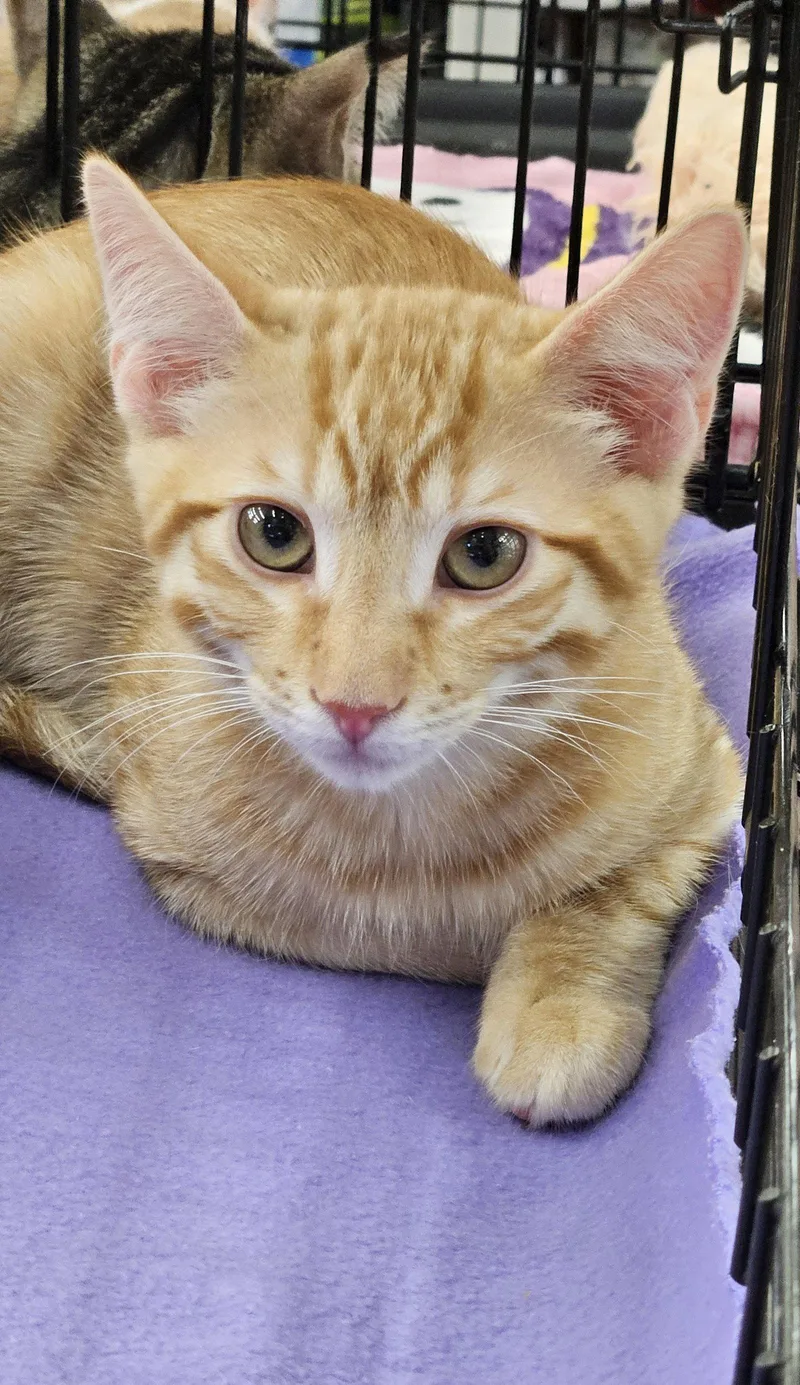 A baby medium-sized male Orange / Red Domestic Short Hair cat named Sriracha for adoption in Antioch, CA