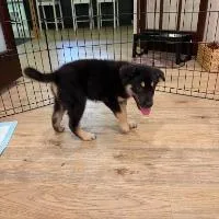 A baby small-sized male Mixed Breed dog named Bear for adoption in Monticello, NY