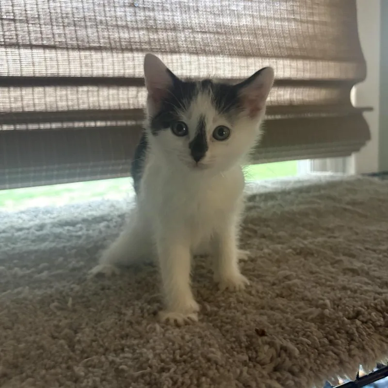 A baby small-sized male Domestic Short Hair cat named Luke for adoption in Muncie, IN