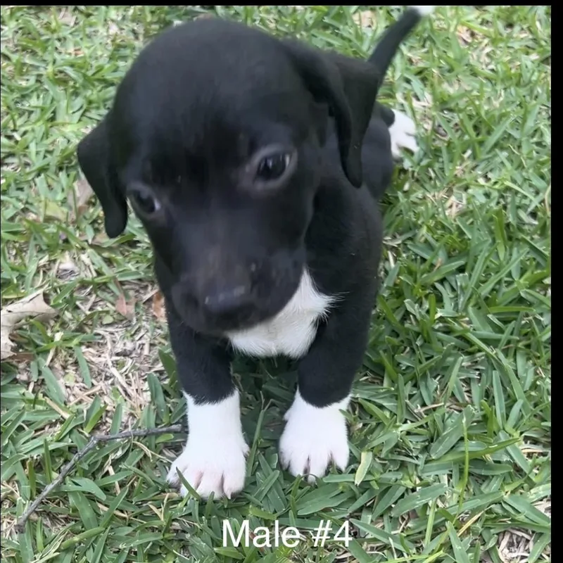 Male Pup