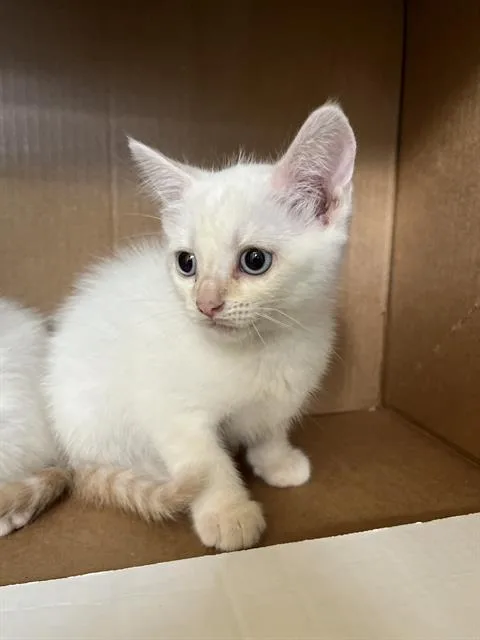 Elsa