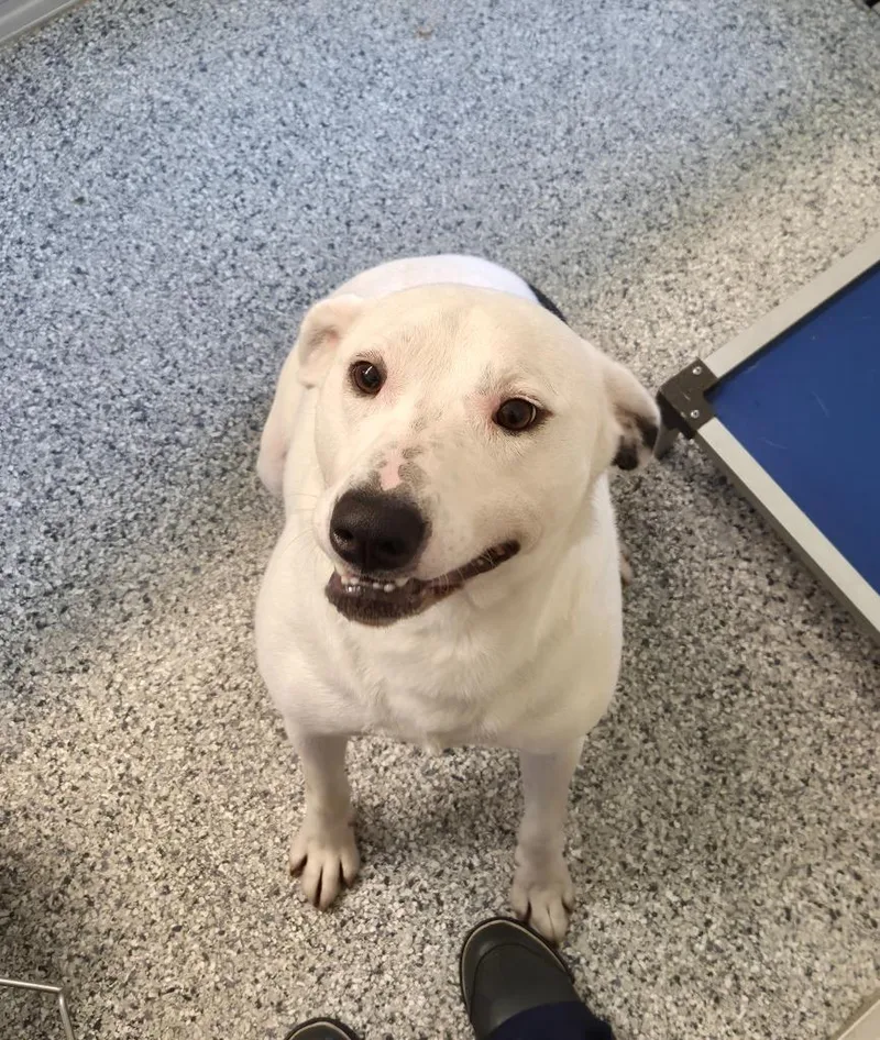Bodhi