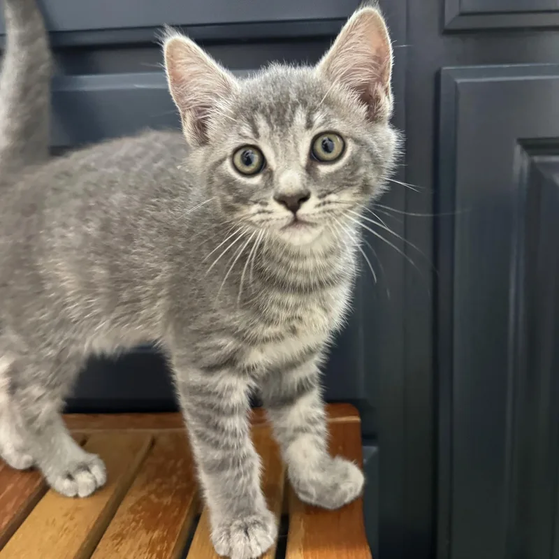A baby medium-sized male Tabby (Gray / Blue / Silver) Domestic Short Hair cat named Duke for adoption in Wilsonville, OR