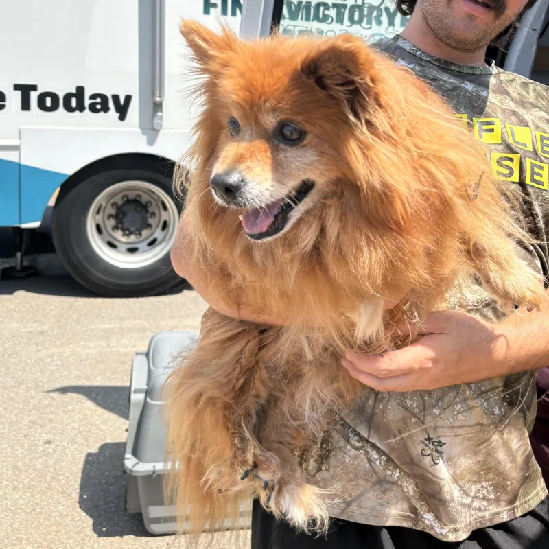 A senior small-sized male Red / Chestnut / Orange Pomeranian dog named Koby for adoption in Columbia, SC