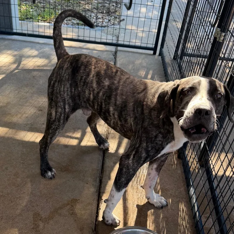 An adult medium-sized male Brindle Mixed Breed dog named Jigglypuff for adoption in Lake Jackson, TX