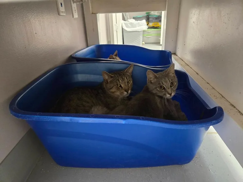A baby medium-sized female Domestic Short Hair cat named Jerry for adoption in Athens, TN