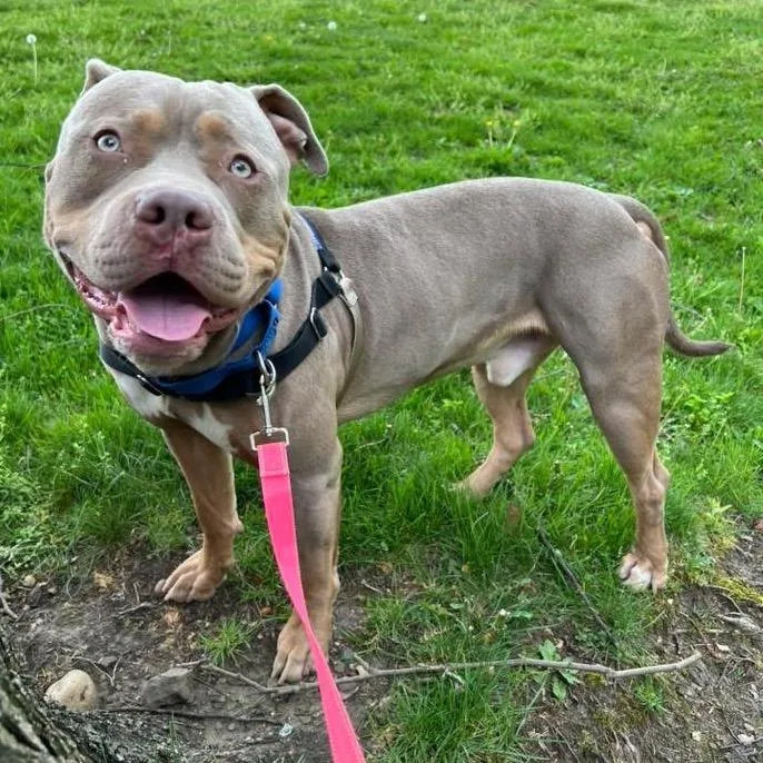 A young large-sized male Yellow / Tan / Blond / Fawn Mixed Breed dog named Theo for adoption in Pittsburgh, PA