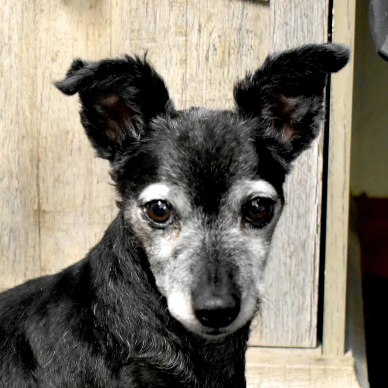 A senior small-sized male Chihuahua dog named Shane for adoption in Auburn, NE