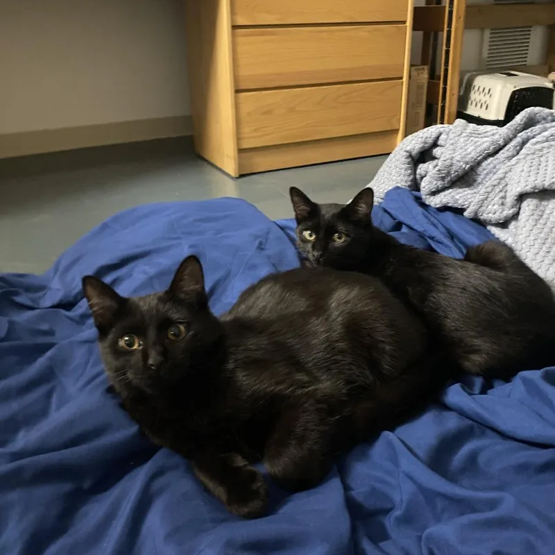 A young medium-sized male Black Domestic Short Hair cat named Toccata for adoption in Evanston, IL
