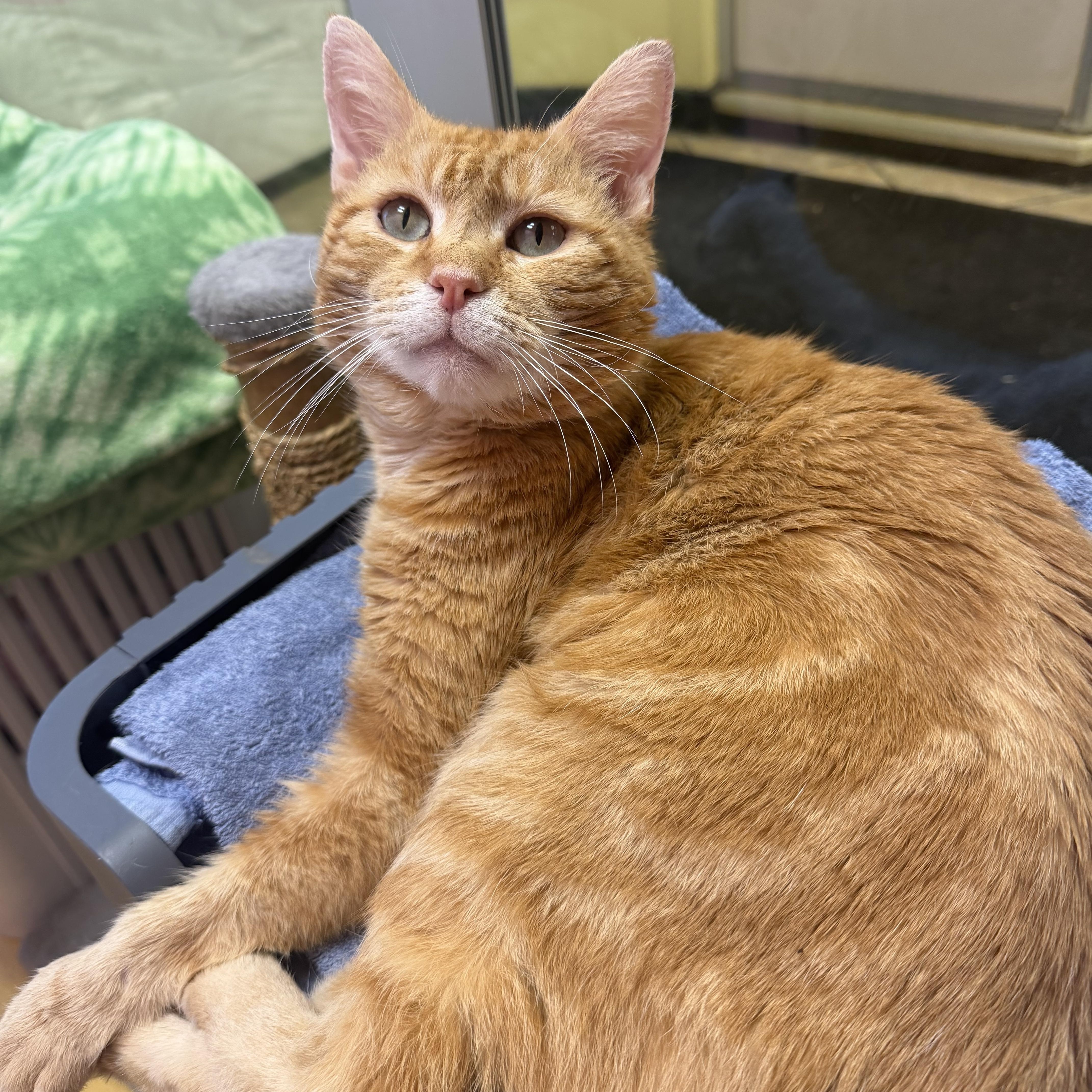 An adult large-sized male Tabby (Orange / Red) Domestic Short Hair cat named Zeus for adoption in Hudson, NY