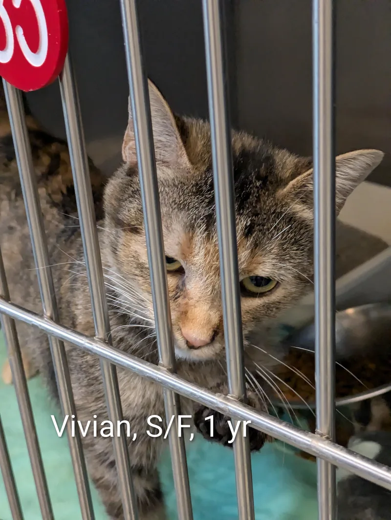 An adult small-sized female Torbie Domestic Short Hair cat named Vivian for adoption in Bedford, VA