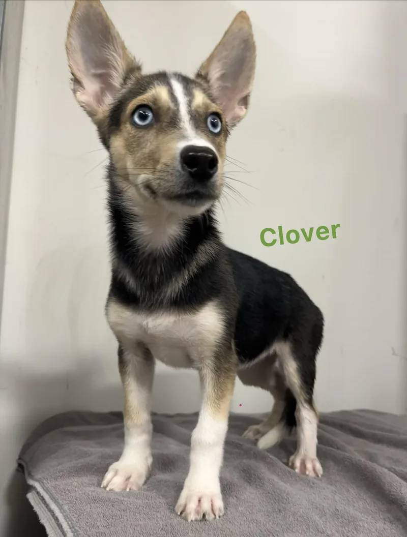 Clover