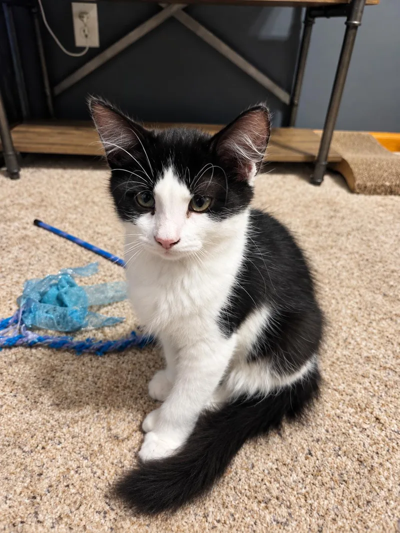 A baby medium-sized male Domestic Medium Hair cat named Ducky Polydactyl for adoption in Farmington, MN