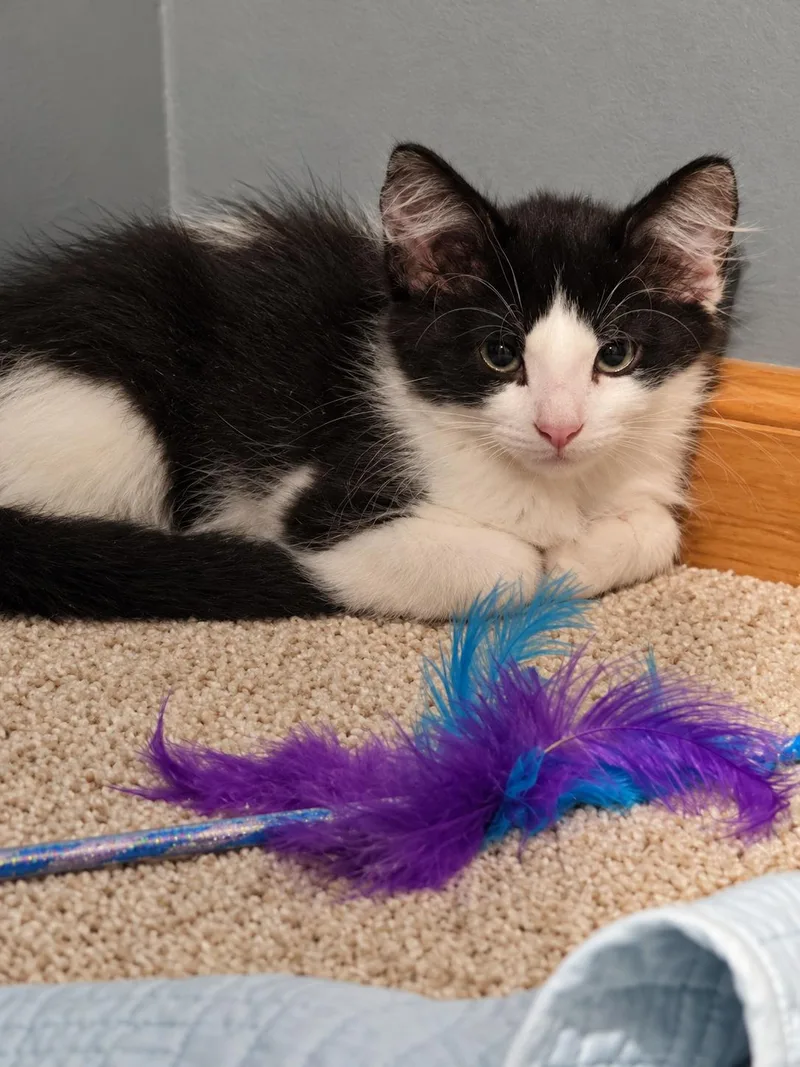 Ducky  Polydactyl thumbnail 2