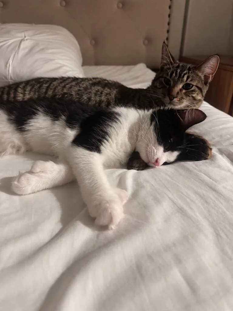 Ducky  Polydactyl thumbnail 3