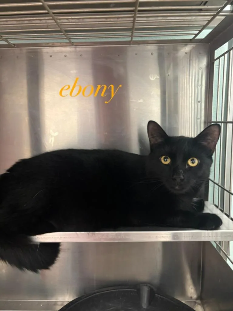 An adult large-sized male Domestic Short Hair cat named Ebony for adoption in Cambridge, MD