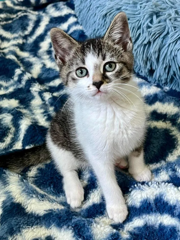 A baby small-sized male Domestic Short Hair cat named Clover for adoption in Sebastian, FL