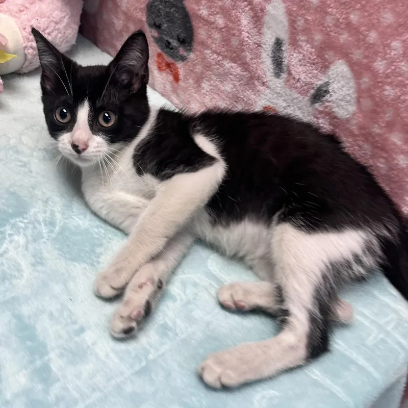 A baby small-sized female Black Domestic Short Hair cat named Cassidy for adoption in Houston, TX