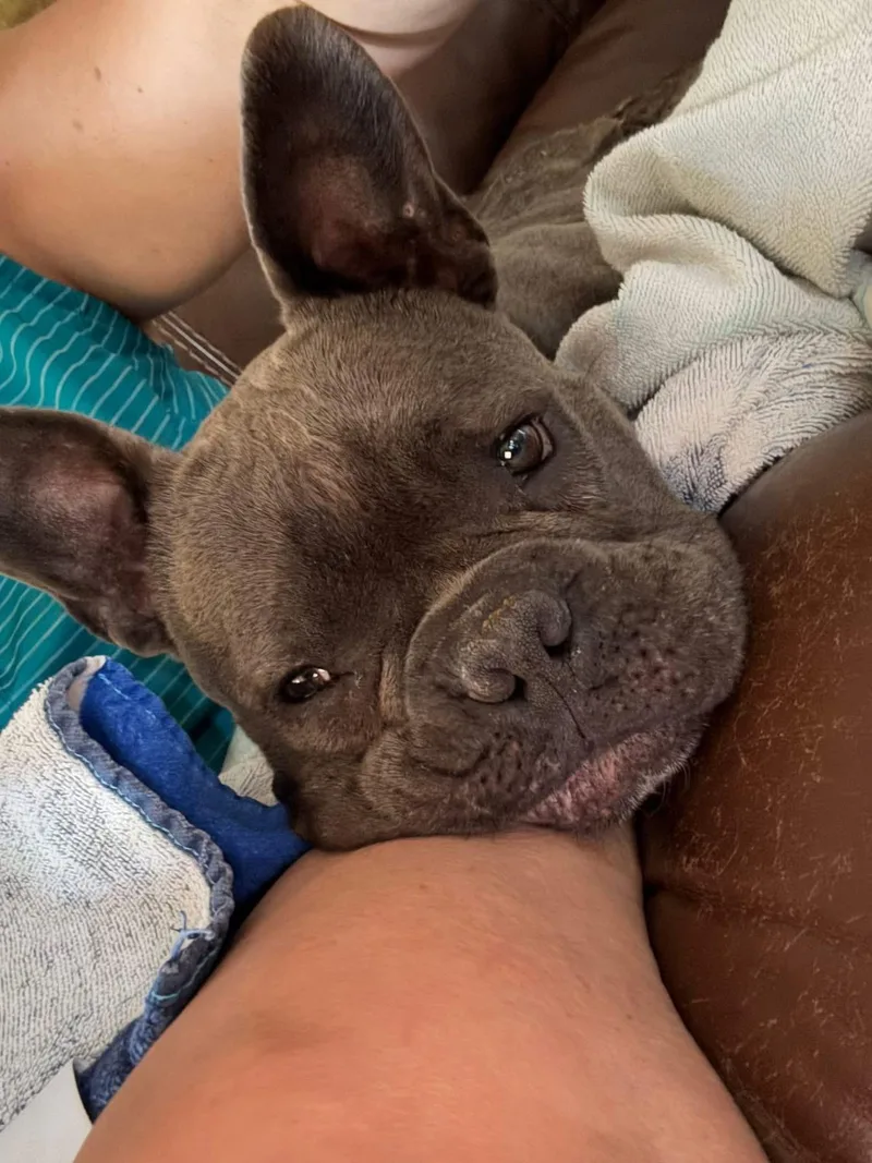 An adult small-sized female French Bulldog dog named Magnolia for adoption in Wappingers Falls, NY
