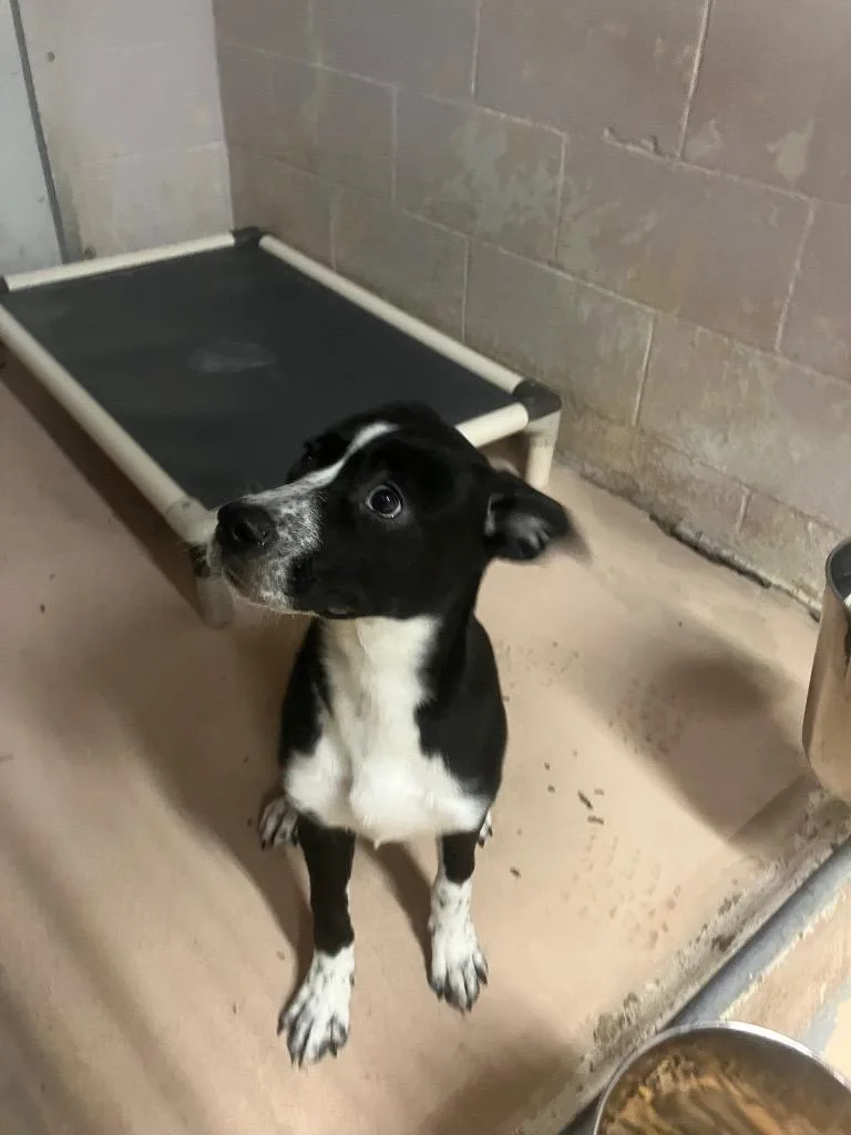 A baby medium-sized female Mixed Breed dog named Layla for adoption in Troy, OH