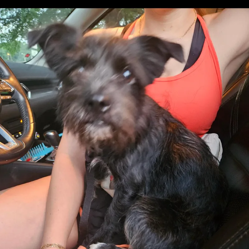 An adult small-sized male Black Terrier dog named Alfred for adoption in Kittanning, PA