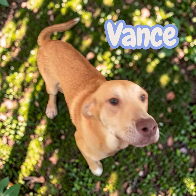 Vance thumbnail 4