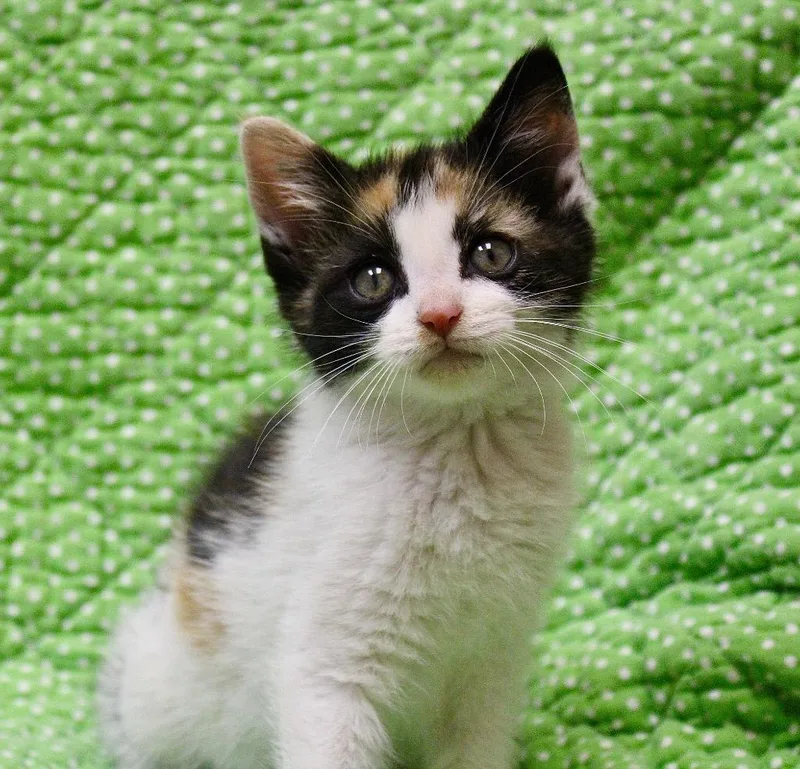 A baby small-sized female Domestic Short Hair cat named Venus for adoption in Clinton, SC