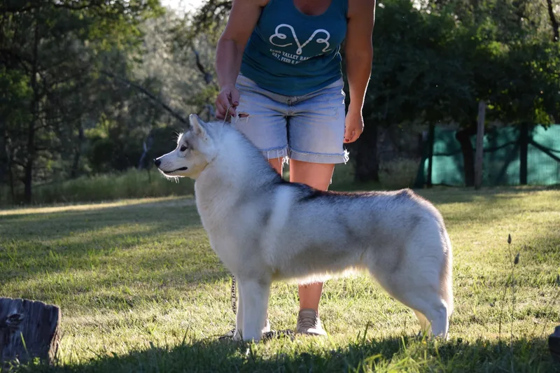 An adult medium-sized female Gray / Blue / Silver Siberian Husky dog named Jade for adoption in Campbell, CA