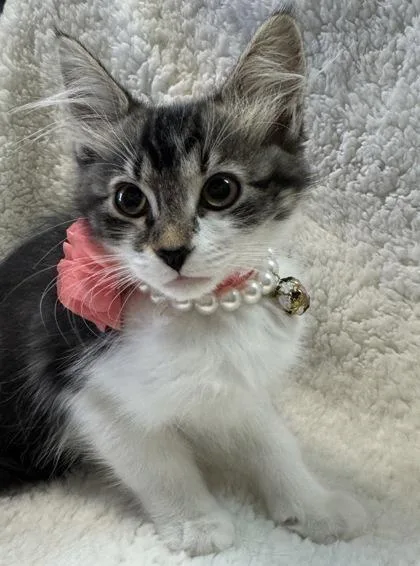 Lulu $ At Petsmart thumbnail 2