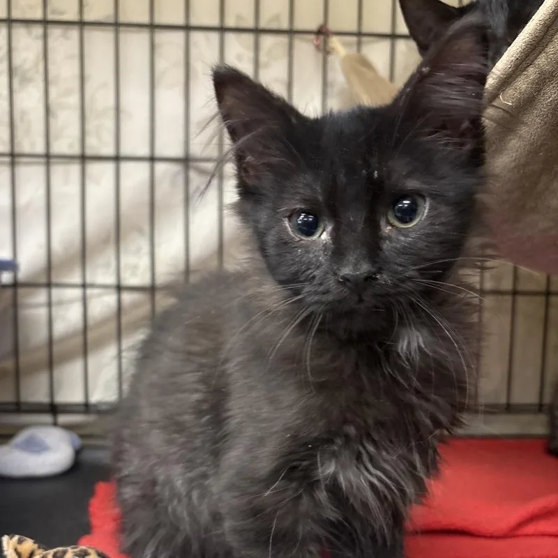 A baby small-sized male Black Domestic Long Hair cat named Gravitron for adoption in Monroe, MI