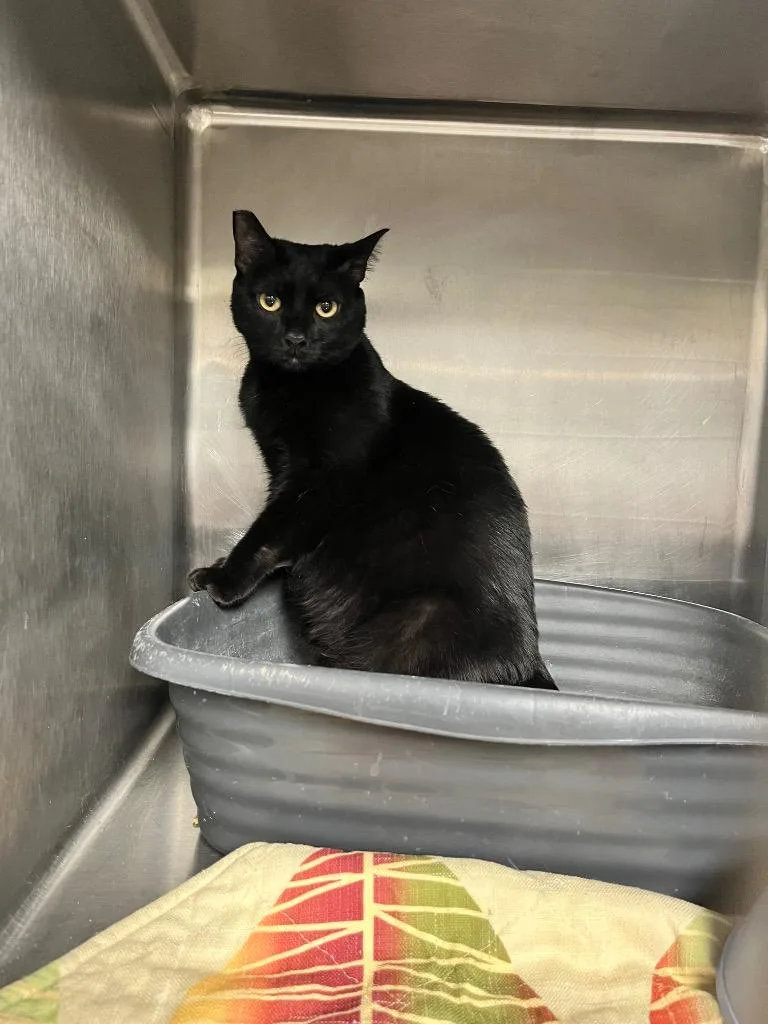 A young large-sized female Domestic Short Hair cat named Elowin for adoption in Hopkinsville, KY