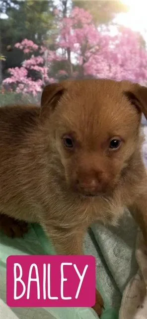 A baby medium-sized female Brown / Chocolate Mixed Breed dog named Bailey for adoption in Quitman, TX