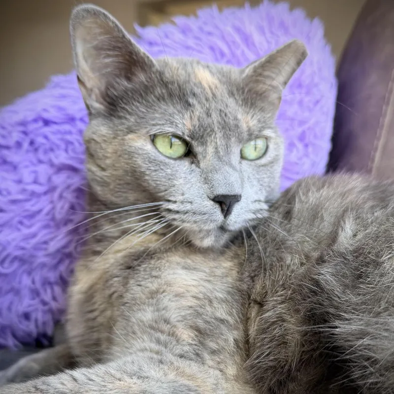 An adult medium-sized female Tortoiseshell Domestic Short Hair cat named Rose for adoption in Fort Worth, TX