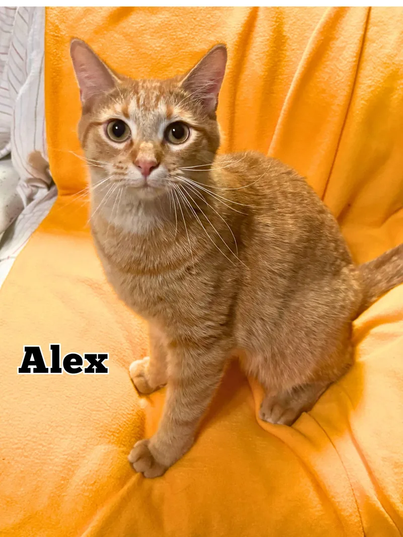 A young medium-sized male Orange & White Domestic Short Hair cat named Alex for adoption in Monticello, IL