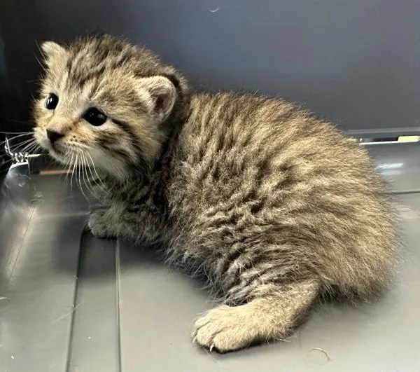 A baby small-sized female Domestic Short Hair cat named Pen for adoption in Lawrenceville, GA