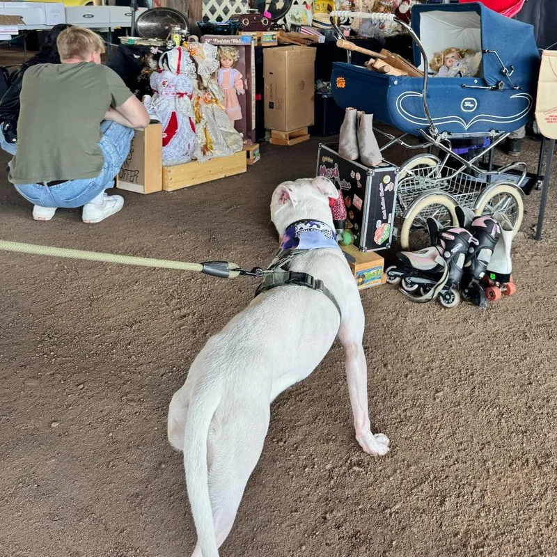 An adult medium-sized female White / Cream Pit Bull Terrier dog named Sage for adoption in Louisville, KY