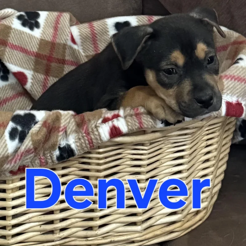Denver thumbnail 3
