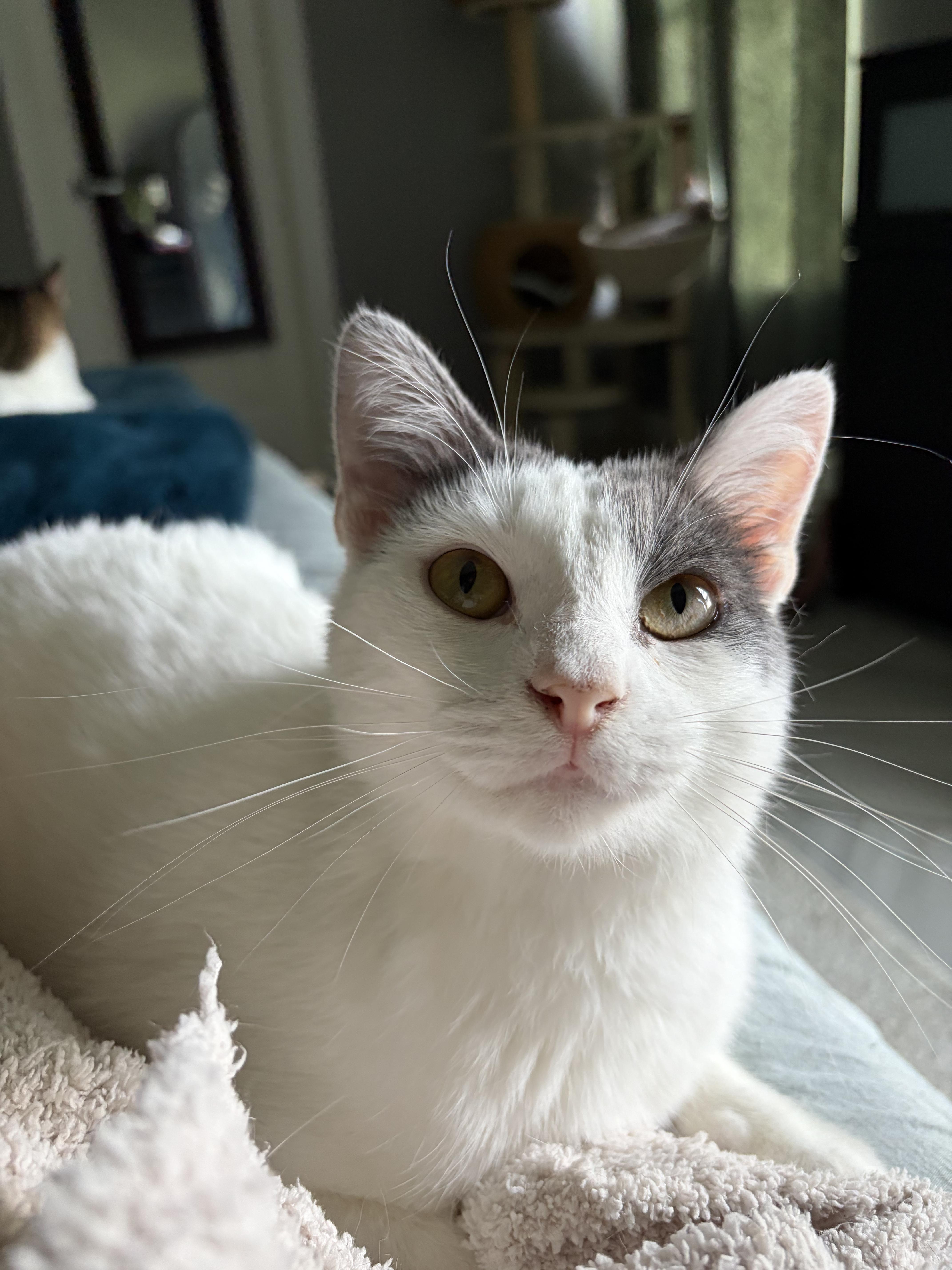 An adult medium-sized female Gray & White Domestic Short Hair cat named Amaretto for adoption in Houston, TX