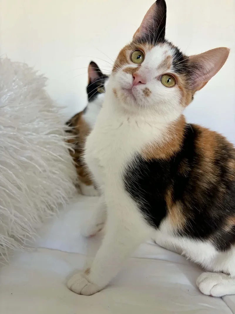 A baby medium-sized female Domestic Short Hair cat named Suki for adoption in Raeford, NC