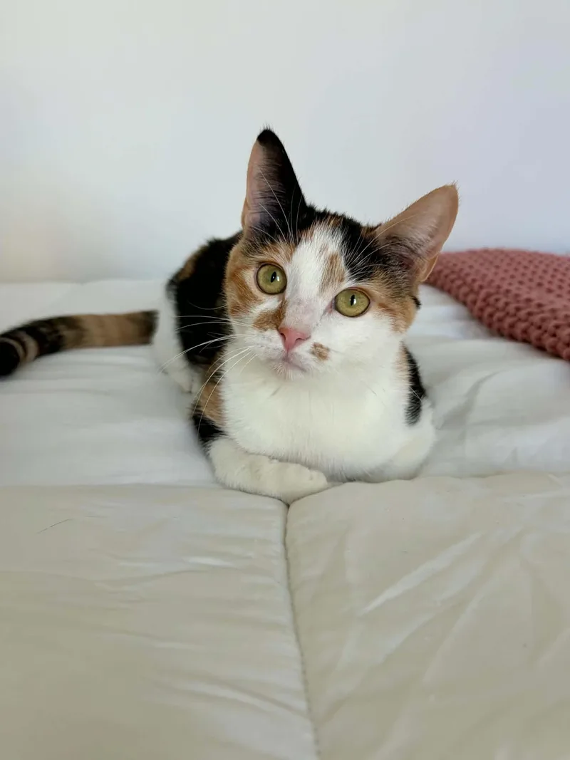 Suki thumbnail 2