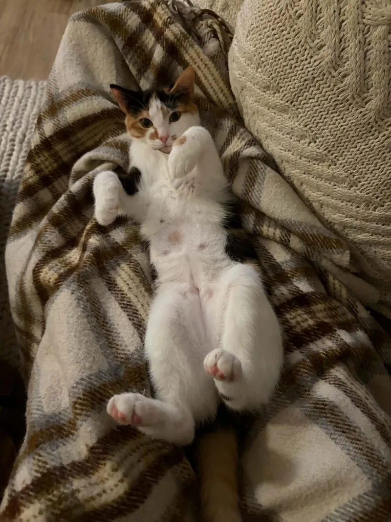 Suki thumbnail 3