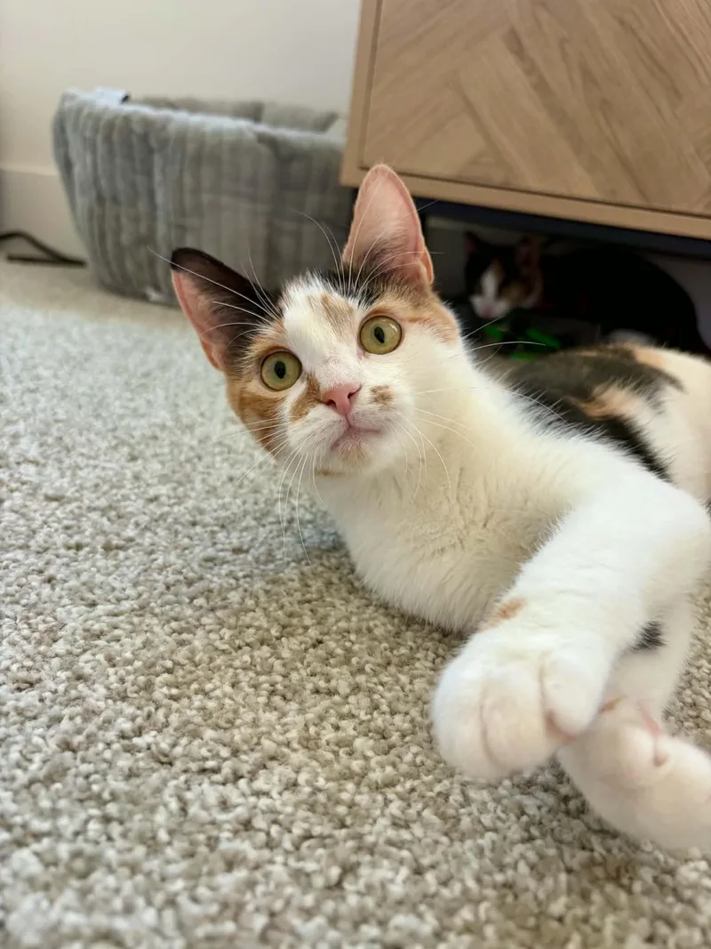 Suki thumbnail 4