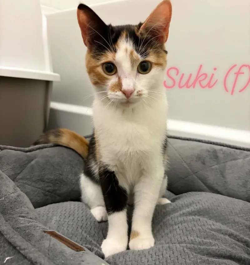 Suki thumbnail 5