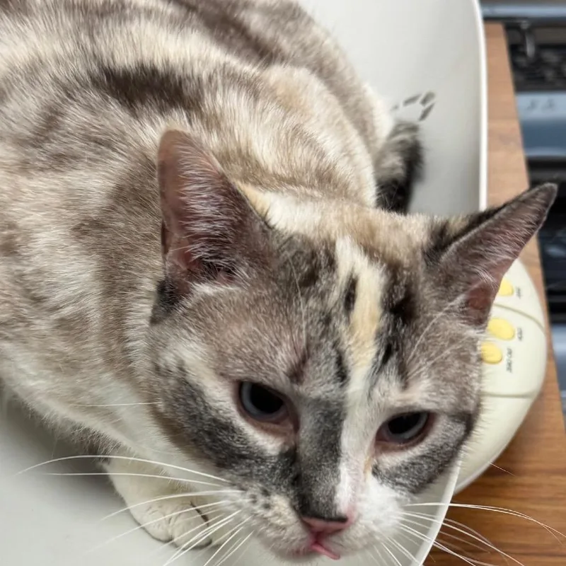 An adult medium-sized female Gray / Blue / Silver Domestic Short Hair cat named Lilly for adoption in Peoria, IL